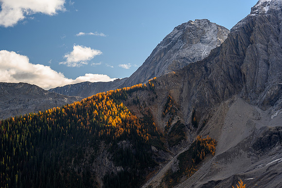 Larches.