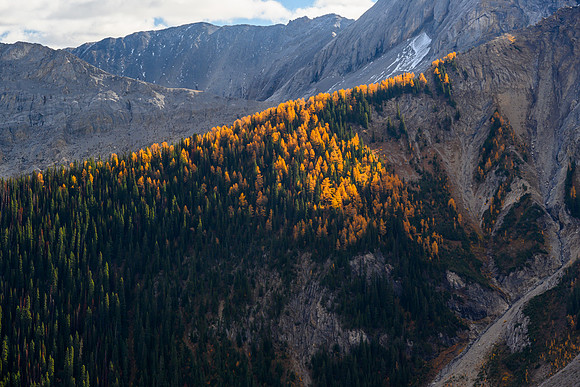 Larches.