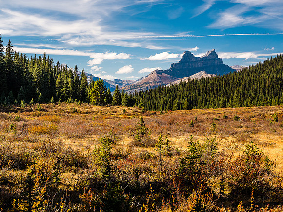 Molar Mountain rises over meadows on fire as we traverse around the NW shoulder of Skoki Mountain en route to Merlin Lake.