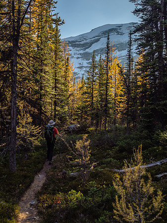 Back into larch forests as we approach Merlin Lake.