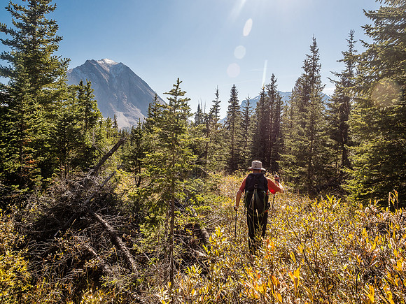 A short bushwhack to the Red Deer River trail.