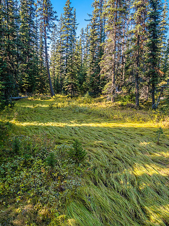 Interesting landscapes along the trail to Merlin Meadows CG.