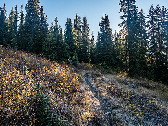 The vegetation around the trail is frozen solid this morning.