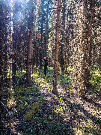 An open forest made for pleasant travel back down to the trail.