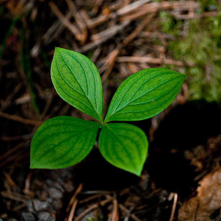 Apparently the Dwarf Dogwood's with only 4 leaves are sterile.