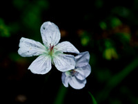 Wild White Geranium