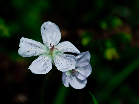 Wild White Geranium