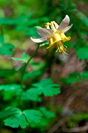 Yellow Columbine