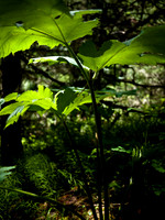 Lush undergrowth.