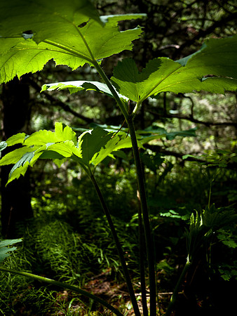 Lush undergrowth.