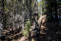 The trail is pretty obvious as it's part of an old road bed.