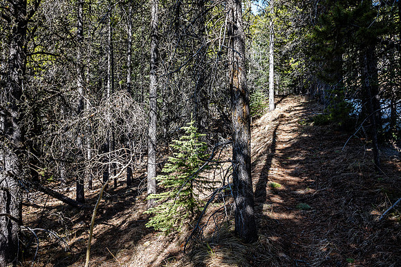 The trail is pretty obvious as it's part of an old road bed.