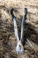 At the col between Junction Hill and the 2nd ridge we found scattered bones from what is probably a bighorn sheep.
