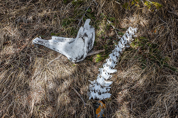 At the col between Junction Hill and the 2nd ridge we found scattered bones from what is probably a bighorn sheep.