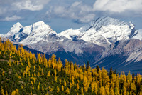 Larches and Skoki peaks.