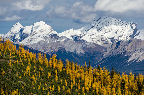 Larches and Skoki peaks.