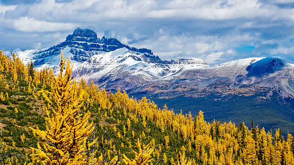 Larches and Mount Hector.