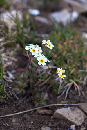 Flora.