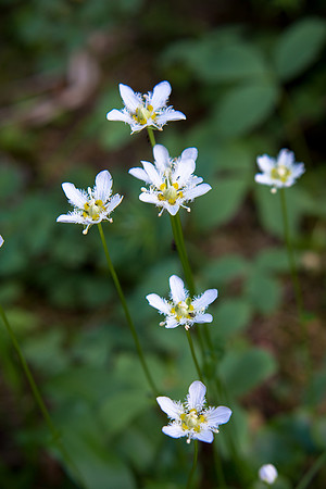 Flora.