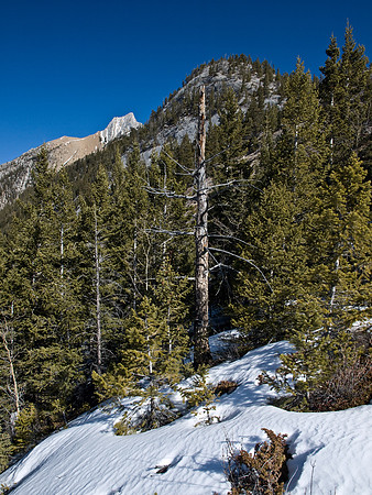 Some bush whacking is required. The summit is to the right of the red/brown scree.