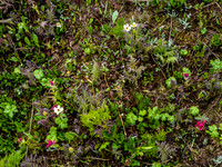 It's wet and early for wildflowers, but they're starting to flourish.
