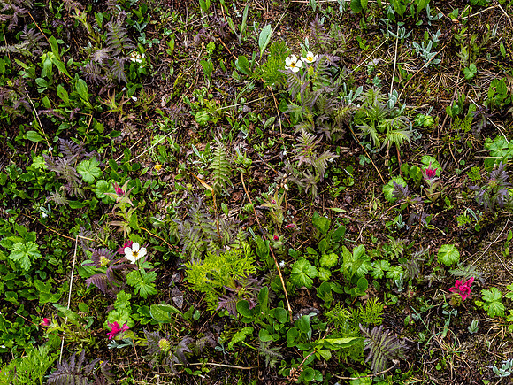 It's wet and early for wildflowers, but they're starting to flourish.