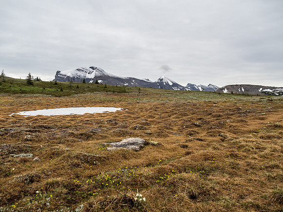 Sunshine Meadows.