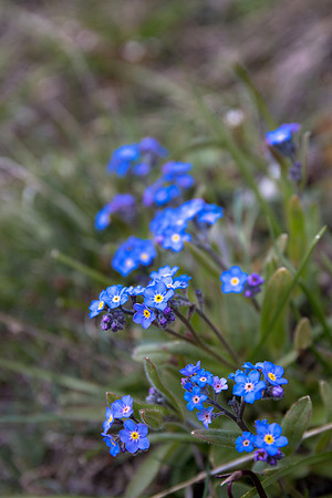 Flora.