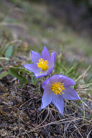 Prairie Crocus.