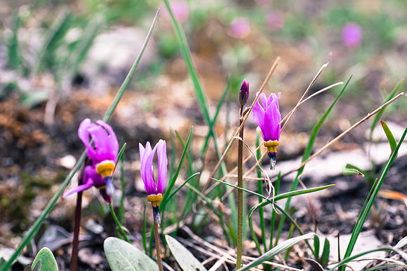 One of my favorite flowers - the Shooting Star.