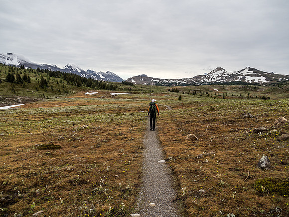 Sunshine Meadows.