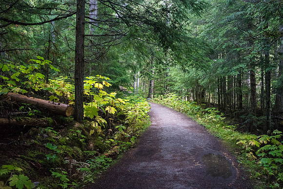 BC forests are so much more lush than AB ones!