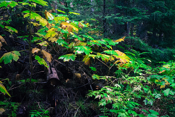 Brilliant green and some yellow fall colors as a gentle mist / rain falls in the forest.