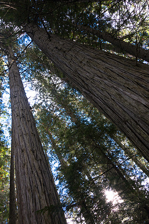 An impressive stand of cedar trees can grow on the south side of Robson thanks to it's ability to generate rainfall
