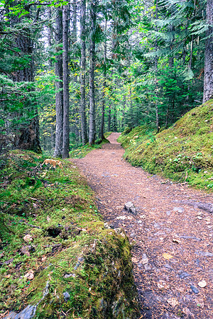 Back in the lush forest at the base of Whitehorn Mountain.