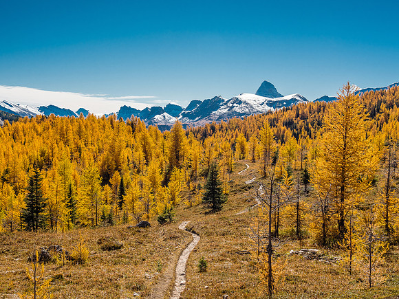 The mighty "A", Mount Assiniboine, and a larch forest.
