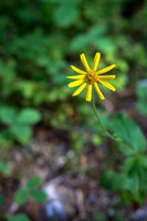 Flora.
