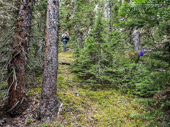 These purple ribbons popped out of nowhere and didn't last long but gave us a bit of a boost while bushwhacking on the ridge.