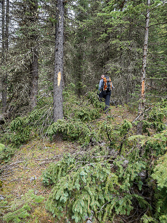 Very fresh tree blazes along a section of the drainage marked a fairly obvious and mostly clear trail.