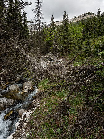 We tried the creekbed a few times but didn't linger due to awful deadfall.