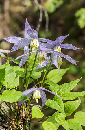 Clematis.
