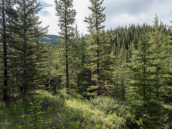 Looking back at a light bushwhacking section.