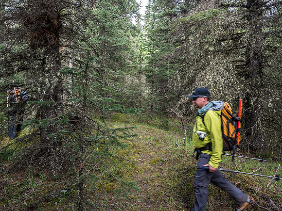 Looking for a track in the bush to the north of the creek.