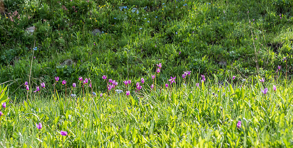 Acres of flowers along the trail in sublime alpine meadows.