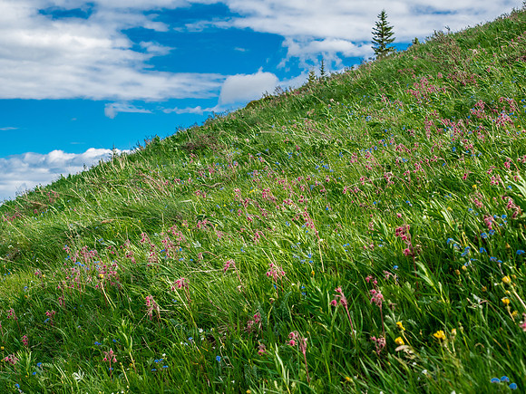Acres of flowers along the trail in sublime alpine meadows.