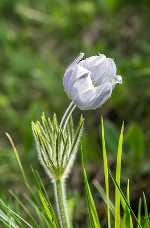 The classic Pasque Flower.