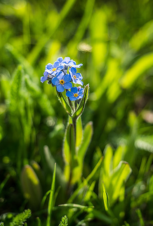 Alpine Forget-me-not.