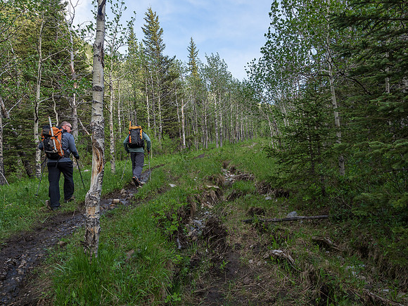 A slightly damp trail from recent rains.