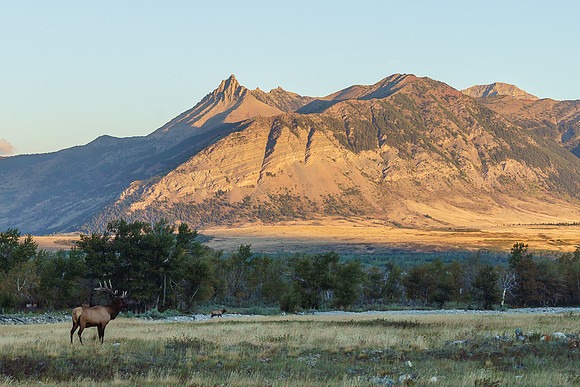 The largest elk bull we saw - there were at least 8 of them.