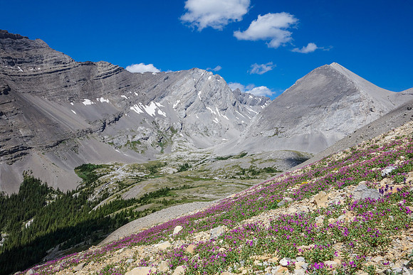 Lots of wildflowers on the scree slopes under the west face. Looking towards James Walker.